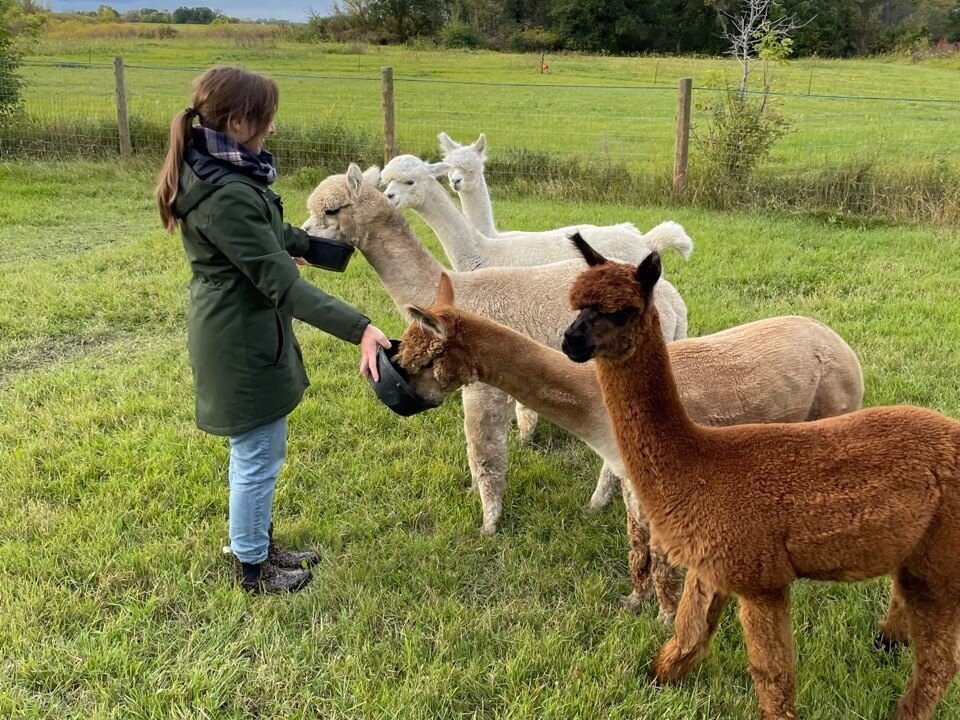 Jordan with several alpacas